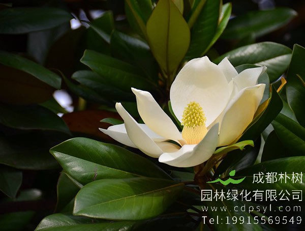 广玉兰价格-图片-形态特征-产地生境-生长习性-主要价值以及植物文化