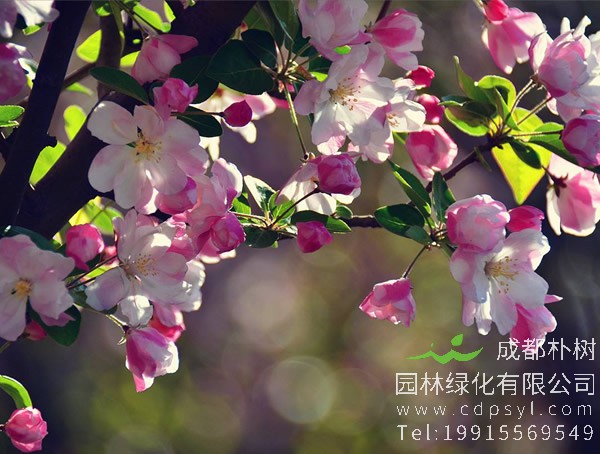 怎样区分垂丝海棠和西府海棠？