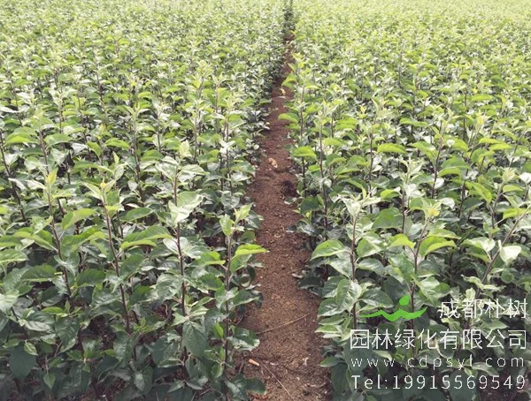 苹果树价格-图片-形态特征-分布范围-生长习性以及植物文化