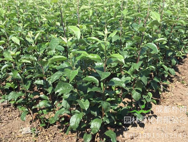 苹果树最适合在什么地方种植？