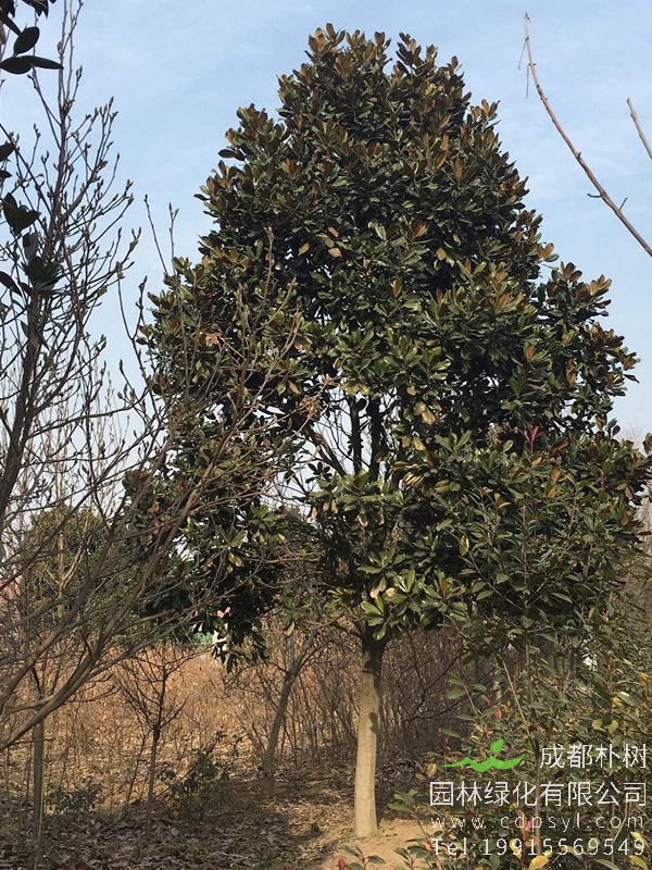 广玉兰的繁殖方式以及栽培技术介绍