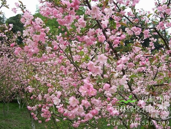 西府海棠通常情况下会怎么种植？