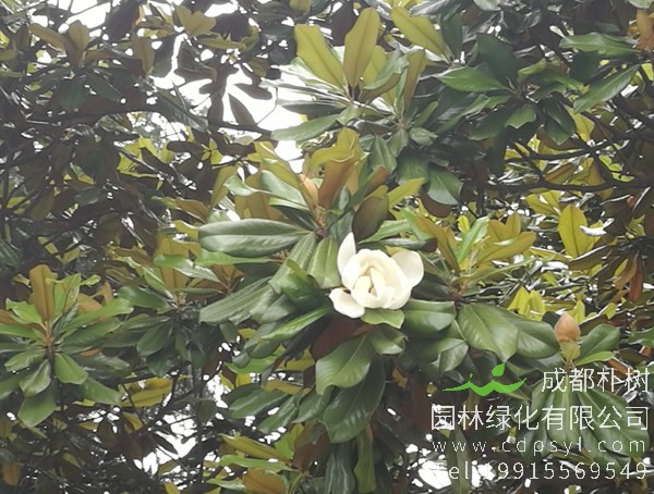 广玉兰的花语，广玉兰有什么相关传说故事么？