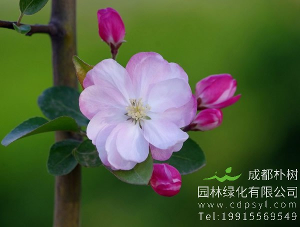 西府海棠的结果期是什么时候？