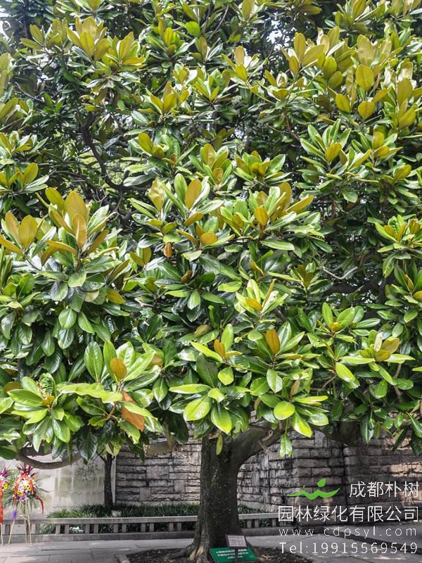 广玉兰价格-图片-形态特征-产地生境-生长习性-主要价值以及植物文化