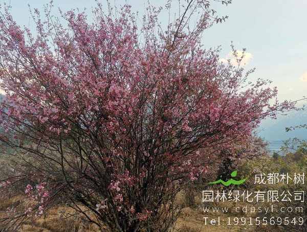 西府海棠价格-图片-形态特征-生长习性-分布情况-主要价值以及植物文化