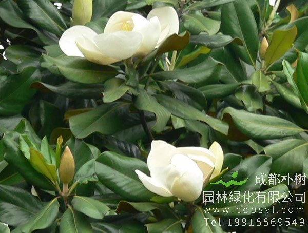 广玉兰的功效有哪些？广玉兰的作用是什么？