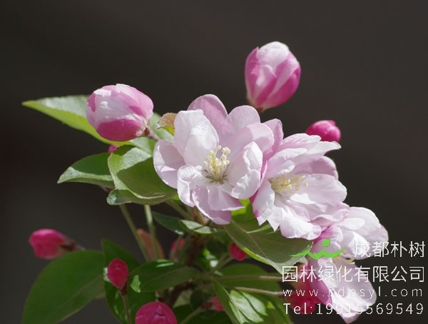 西府海棠价格-图片-形态特征-生长习性-分布情况-主要价值以及植物文化