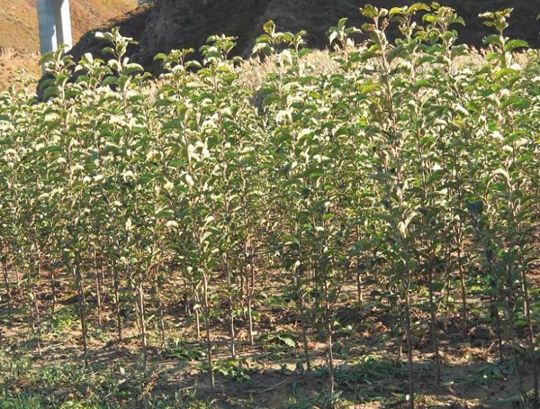 苹果树价格-图片-形态特征-分布范围-生长习性以及植物文化