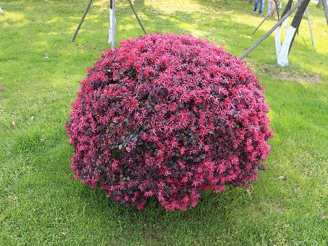 种植红花继木的要领是什么？