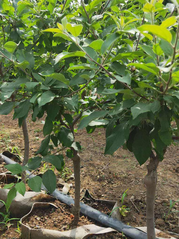 苹果树的繁殖方式、栽培技术以及病虫害防治介绍