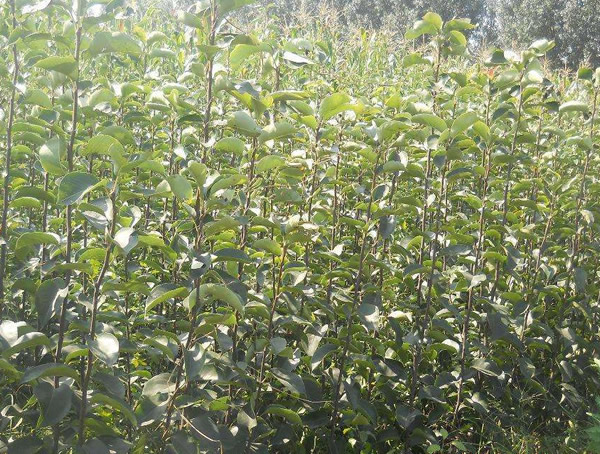 苹果树的形态特点是什么？