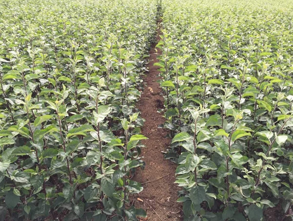 苹果树的用途有哪些？