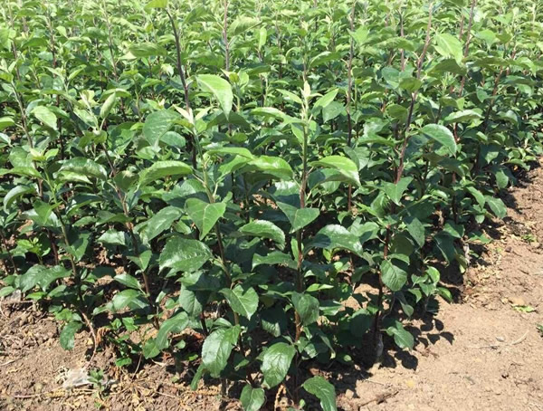 苹果树最适合在什么地方种植？