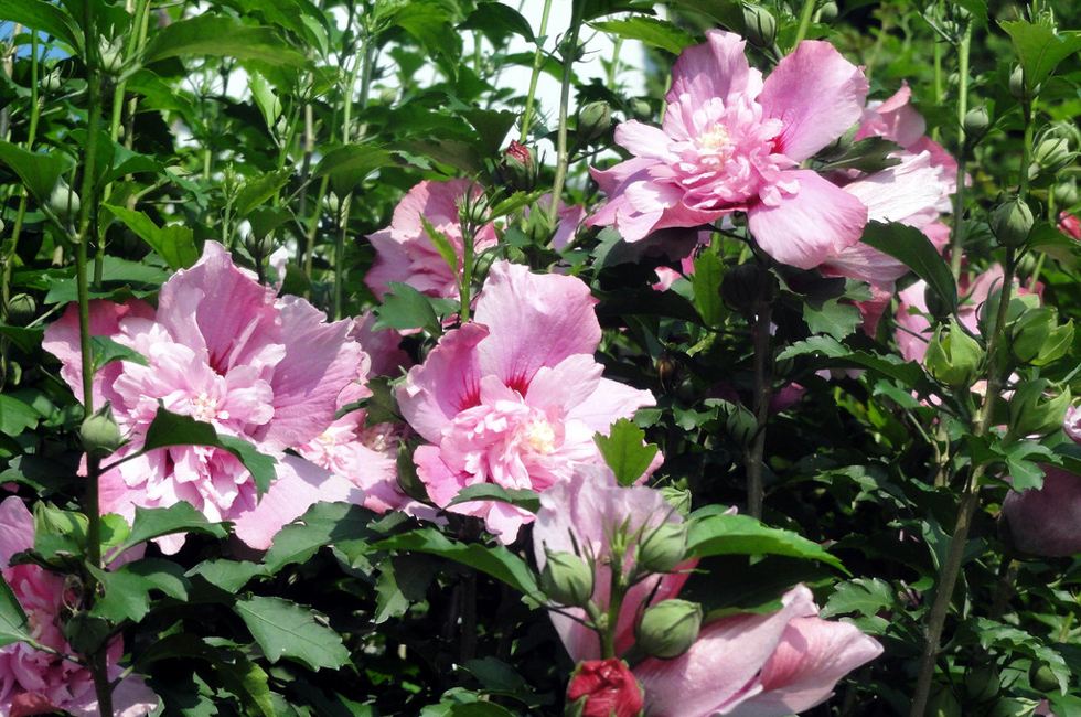 木槿花象征着什么? 