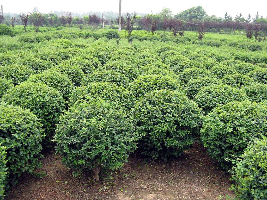 小叶女贞一平米可以种植几棵? 