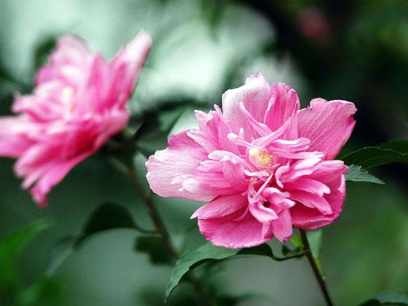 木槿花可以食用吗？