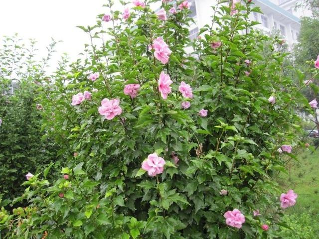 木槿有什么特殊作用？