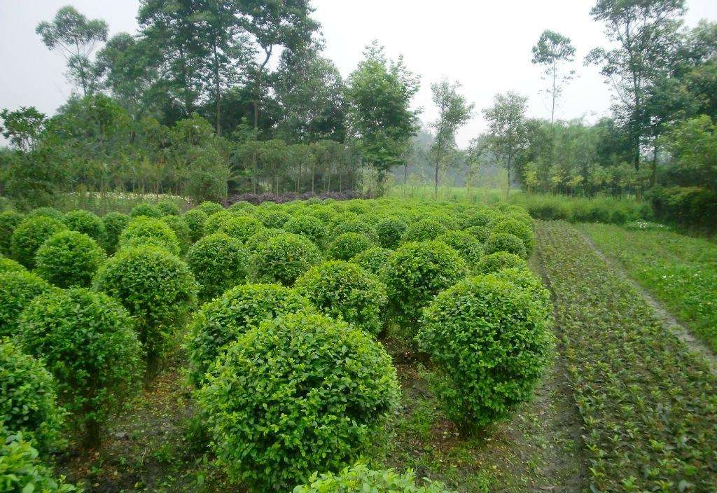 小叶女贞与小叶黄杨的区别？