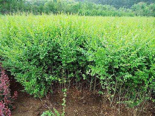 小叶女贞的生长有哪些习性？ 