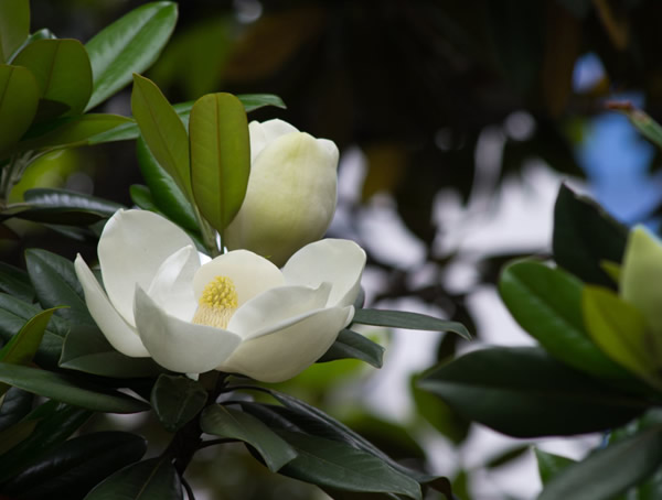 广玉兰价格-图片-形态特征-产地生境-生长习性-主要价值以及植物文化