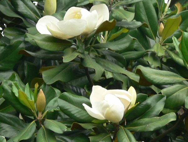 广玉兰的功效有哪些？广玉兰的作用是什么？