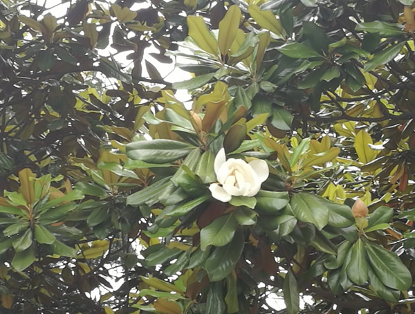 广玉兰的花语，广玉兰有什么相关传说故事么？