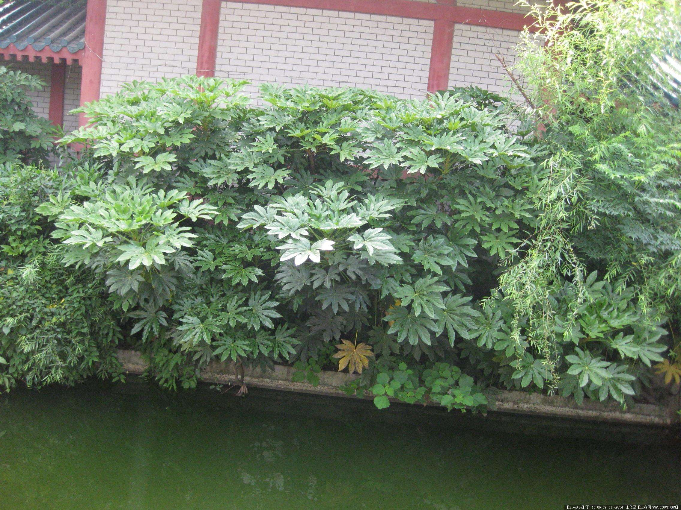 为什么八角金盘是绿化灌木首选？有哪些观赏价值？