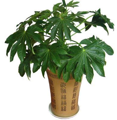 八角金盘能放室内养吗？