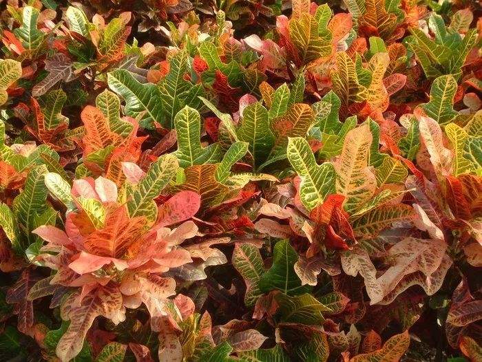 变叶木叶子下垂是什么原因导致的？