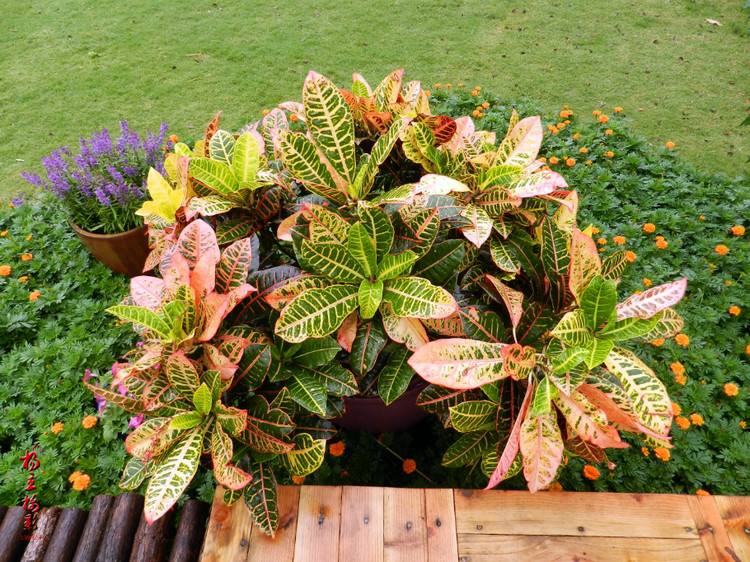 变叶木的叶片大量脱落是什么原因导致的？