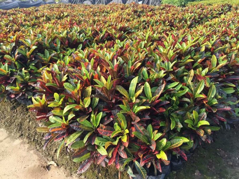 变叶木与众多灌木相比有什么独特的地方？