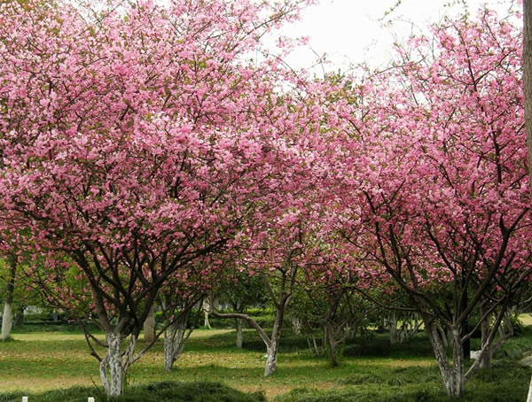 西府海棠价格-图片-形态特征-生长习性-分布情况-主要价值以及植物文化