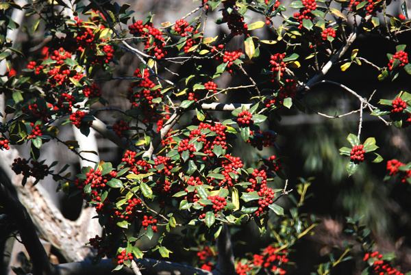 构骨果和枸杞能一起炖汤吗？