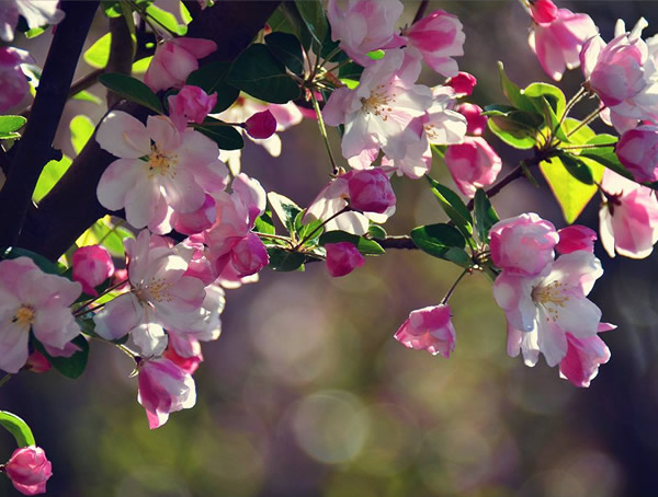 怎样区分垂丝海棠和西府海棠？