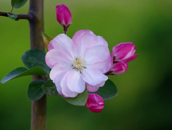 西府海棠的结果期是什么时候？