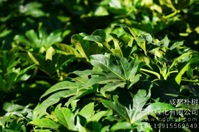 八角金盘怎么修剪，可以直接把枝顶剪掉吗？