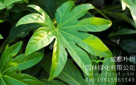 八角金盘叶子下垂是什么原因导致的？ 