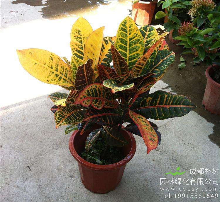 变叶木适合在家里养吗？是不是对人身体有伤害？ 