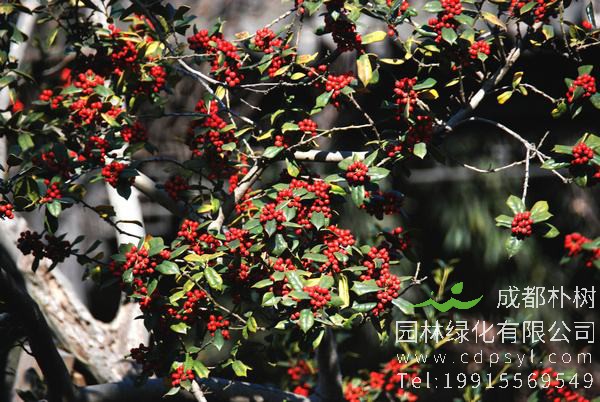 构骨果和枸杞能一起炖汤吗？