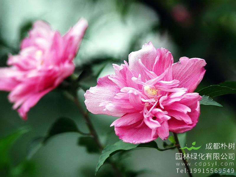 木槿花可以食用吗？