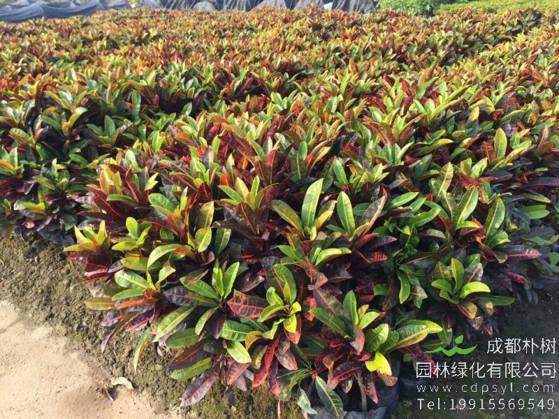 变叶木与众多灌木相比有什么独特的地方？