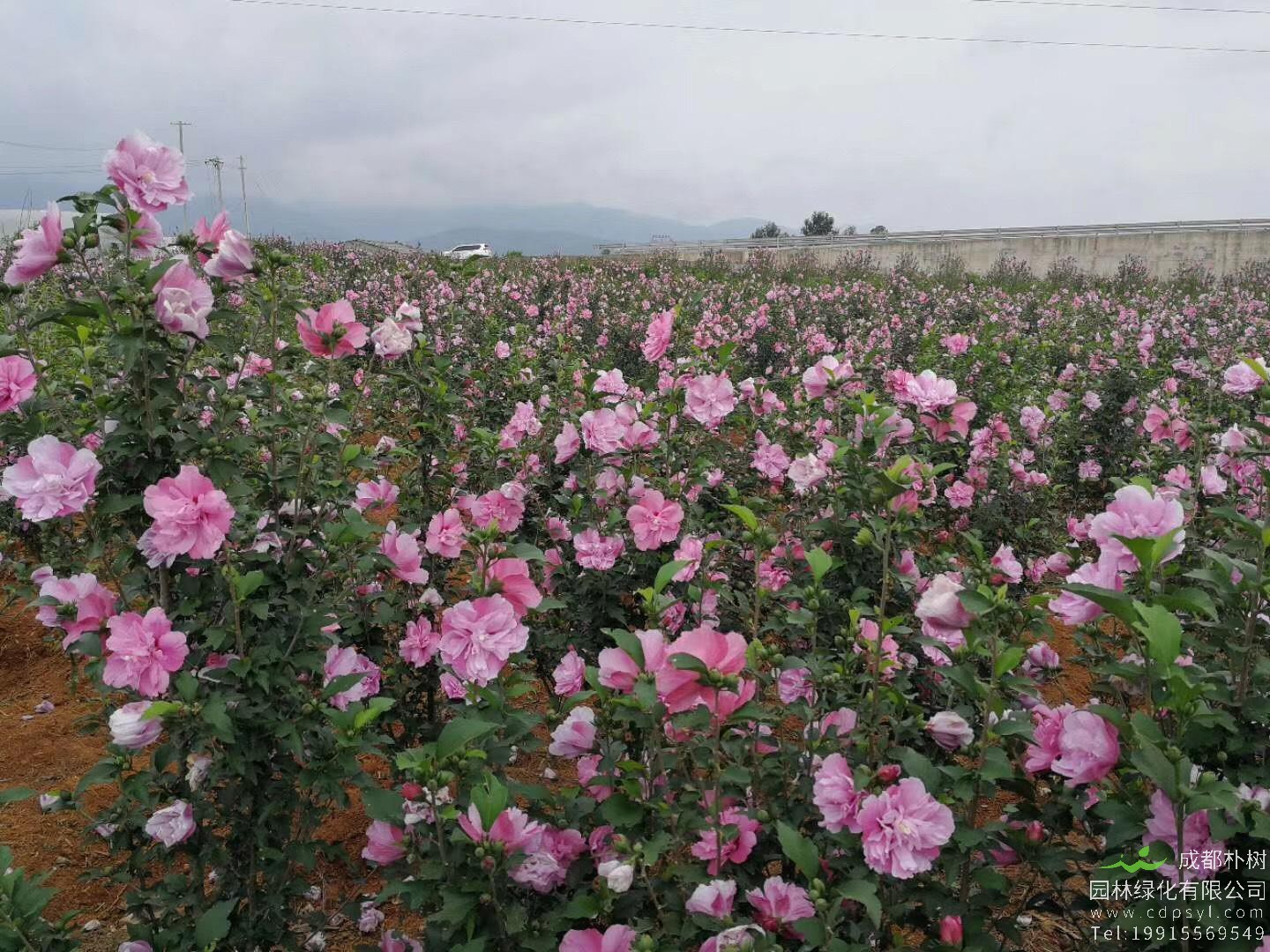 木槿适合哈尔滨种植吗？