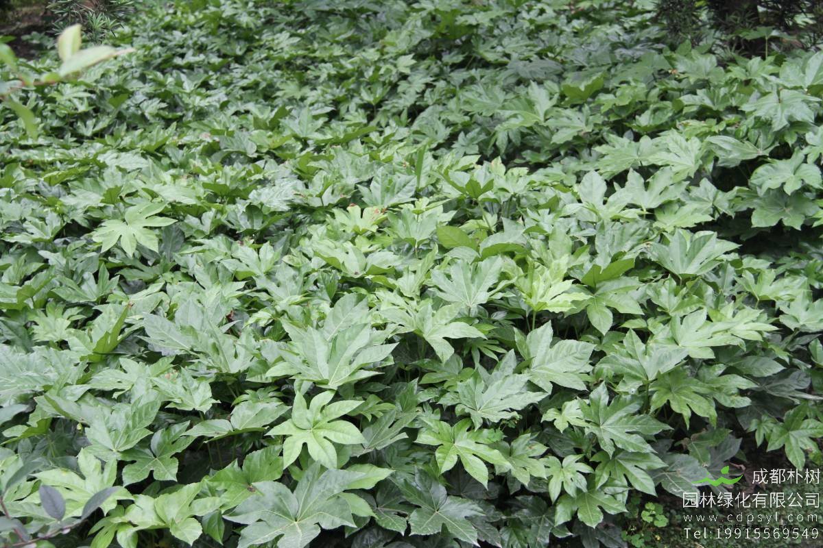 寒春季节如何对八角金盘进行养护？