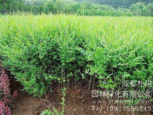 小叶女贞的生长有哪些习性？ 