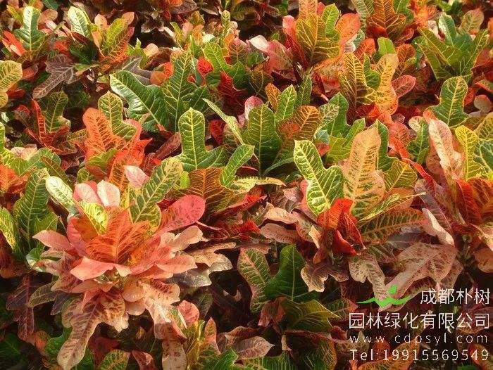 变叶木叶子下垂是什么原因导致的？