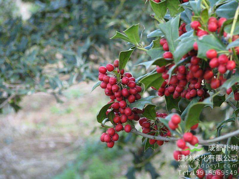 怎样种植构骨效益最大？ 