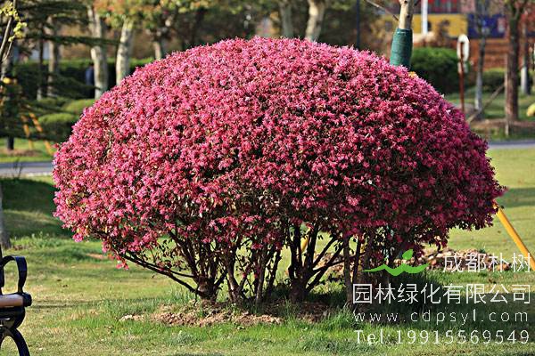 不会。红花继木是非常耐修剪的品种，在生长季节你可以大胆的修剪。但是它萌发新枝条的时间比较长，气温高的时候可能要等2-3个月，气温低的时候可能要半年。可以肯定的是，到了第二年肯定会长得和原来一样。  