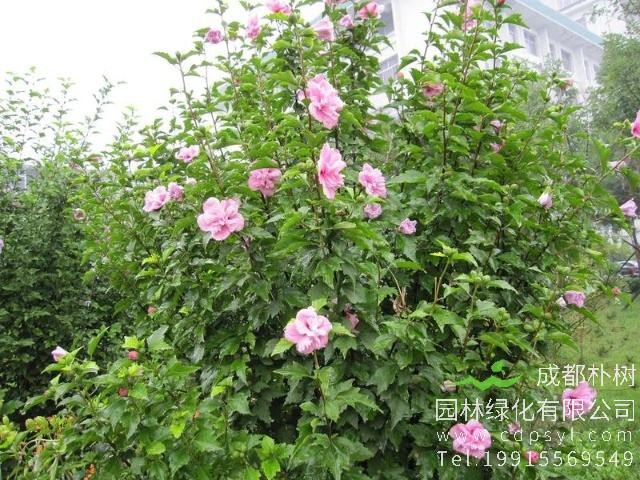 木槿有什么特殊作用？