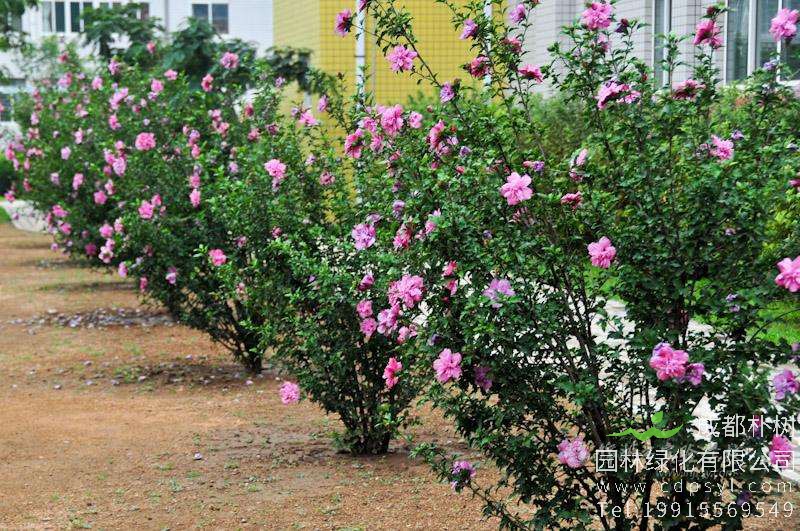 一亩地能种植多少棵木槿花？